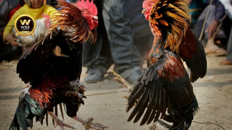 Đá Gà Trực Tiếp Online: Những Trận Đấu Hấp Dẫn Mượt Mà Nhất