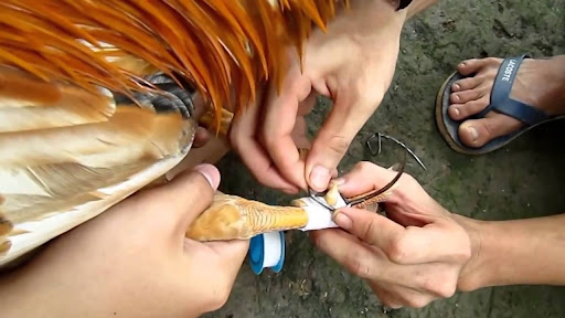 Trang bị cựa và bảo vệ gà theo quy định